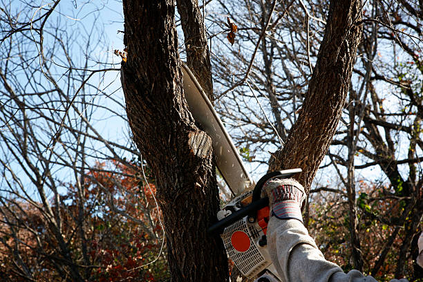 How Our Tree Care Process Works  in  Barrington, IL