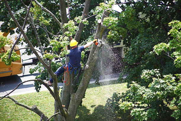 Professional Tree Care in Barrington, IL